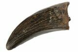 Serrated Tyrannosaur Tooth - Judith River Formation #192533-1